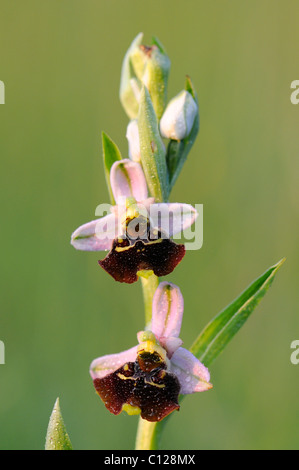 Botany - Orchidaceae. Spider orchid (Ophrys fuciflora Stock Photo - Alamy