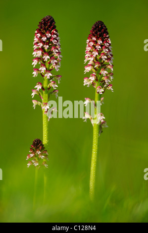 Burnt Orchid (Orchis ustulata) Stock Photo