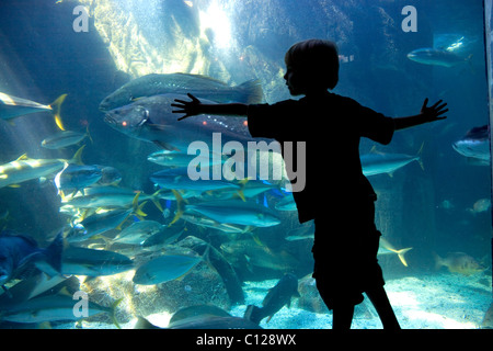 Two Oceans Aquarium, visitors, fish, Victoria & Alfred Waterfront, Cape Town, Western Cape, South Africa, Africa Stock Photo