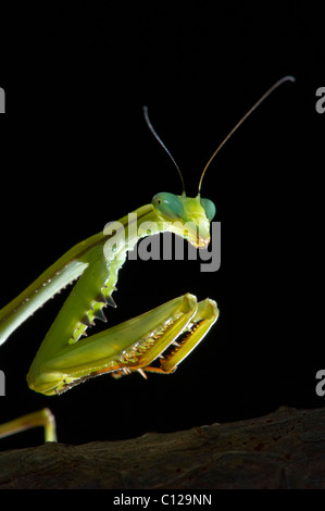 Praying Mantis (Stagmomantis theophila) showing spiny legs Stock Photo