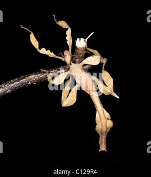 Mclay Stick Insect Macleay's Spectre Stick Insect (Extatosoma tiaratum Stock Photo - Alamy
