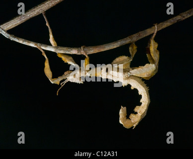 Spectre Stick Insect Macleay's Spectre Extatosoma Tiaratum Giant Prickly Leaf Insect Stock ...
