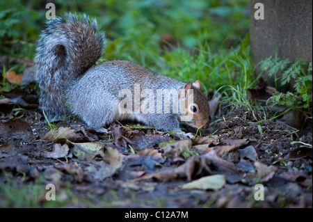 A Grey Squirrel Foraging For Food Amongst Leaves Stock Photo