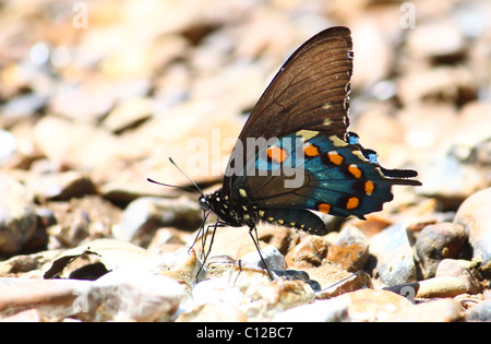 Pipevine Swallowtail (Battus philenor) Stock Photo