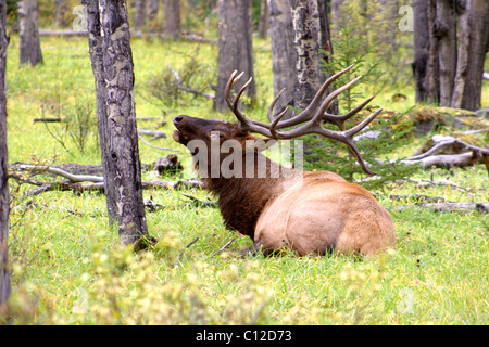 38,255.03709a North American bull elk lying down in a quaking aspen grove and bugling from his bed, in the middle of the fall rut, Wapiti Stock Photo