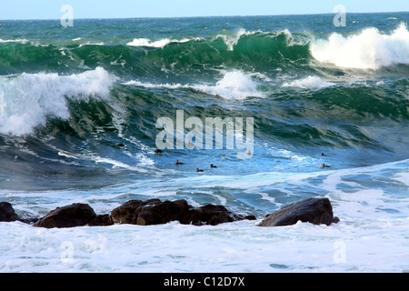 40,151.05921a Flock of white-winged scoter sea ducks swimming in breaking aqua blue whitecap ocean waves and surf near rocks. Stock Photo