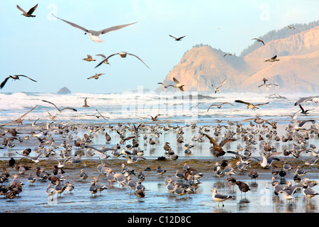 40,151.05980a Huge flock of seagulls flying standing bathing ocean beach hill hills cliff cliffs. Stock Photo