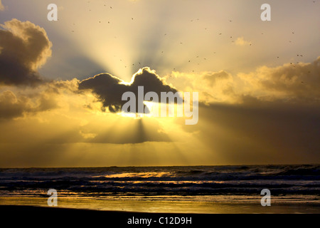 40,151.06068a Sun rays sunbeams flying birds seagulls gulls dark clouds cloud layers golden glow shining ocean waves beach, cloud like flying gull. Stock Photo