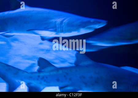 Ragged Tooth Sharks at Cape Town Aquarium Stock Photo