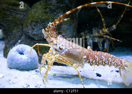 Southcoast Rock Lobster at Cape Town Aquarium in tanks Stock Photo
