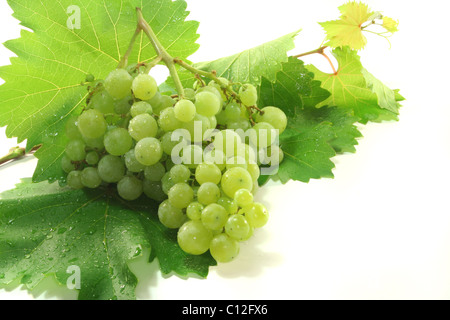 bright grapes with vine tendril before a white background Stock Photo