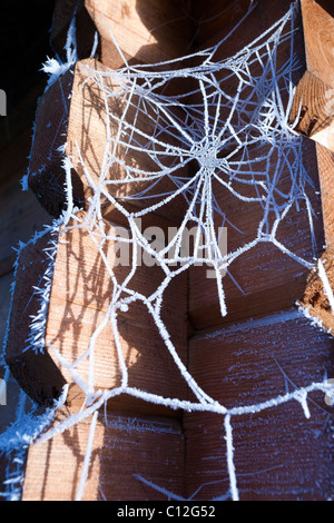 frost on cobweb in winter Stock Photo