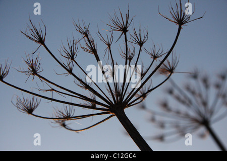 cow parsley seed head in winter Stock Photo