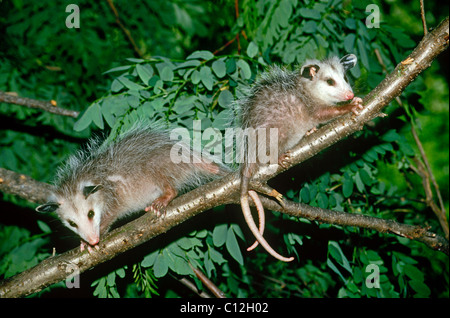 Two baby opossums (Didelphis marsupialis) from the same litter on a tree branch with tails linked in June, USA