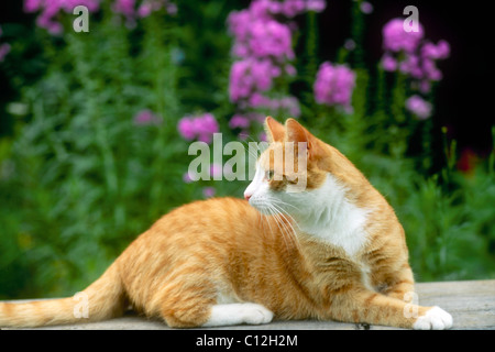 Yellow cat looking back with interest in evening garden, Midwest USA Stock Photo