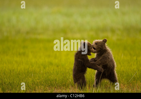 Grizzly  bear cubs play in a coastal meadow. Stock Photo