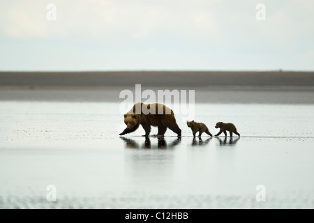 Grizzly bear mother and cubs on the tidal flats beach after digging clams. Stock Photo