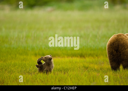Grizzly  bear cub plays while its mother feeds on grass in a coastal meadow. Stock Photo