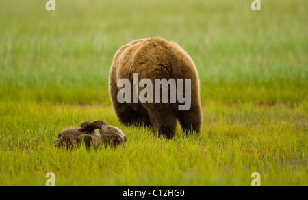 Grizzly bear cub plays while its mother feeds on grass in a coastal meadow. Stock Photo