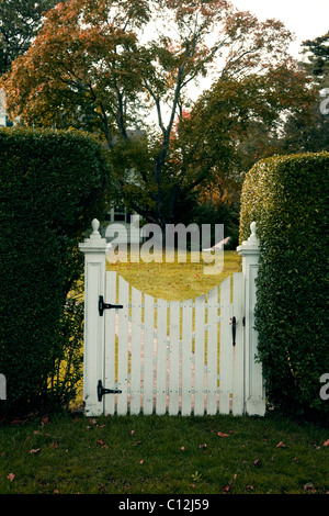 garden gate, white picket gate set between two hedges, lawn, suburban garden, Fall colors Stock Photo