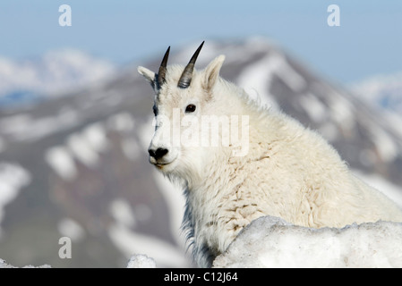 Wild Mountain Goat peering over a snowbank in the alpine Rocky Mountains of Mount Evans, Colorado Stock Photo