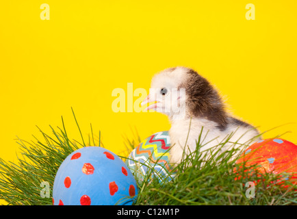 Adorable little easter chick in grass with hand painted easter eggs against yellow background Stock Photo
