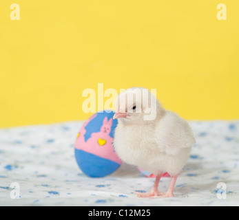 Newly hatched Easter chick with a hand painted Easter eggs against yellow background Stock Photo