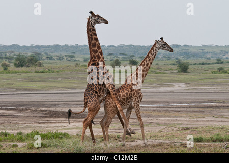 Stock photo of giraffes displaying breeding behavior. Stock Photo