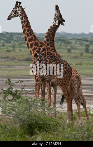 Stock photo of giraffes displaying breeding behavior. Stock Photo