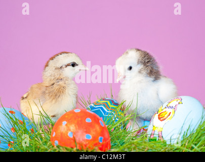 Two tiny easter chicks in grass with hand painted Easter eggs Stock Photo