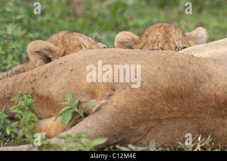 Stock photo of lion cubs nursing.