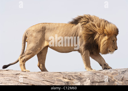 Stock photo of a large male lion walking across top of a kopje, Serengeti National Park Stock Photo