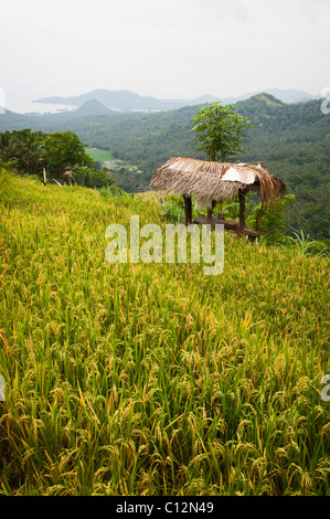 A beautiful rice terrace in Bali, Indonesia with a closeup of mature rice ready to be harvested. Stock Photo