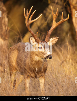 A Black-tailed Deer buck with tall antlers. Stock Photo