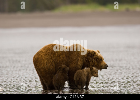 A brown bear mother teaches her cubs to dig for razor clams at low tide on the beach. Stock Photo