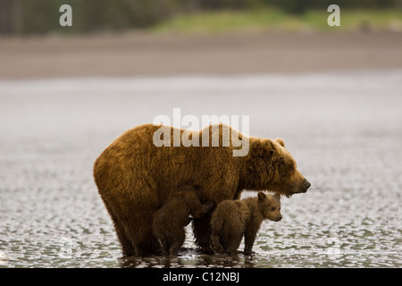 A brown bear mother teaches her cubs to dig for razor clams at low tide on the beach. Stock Photo