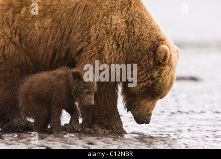 A brown bear mother teaches her cub to dig for razor clams at low tide on the beach. Stock Photo