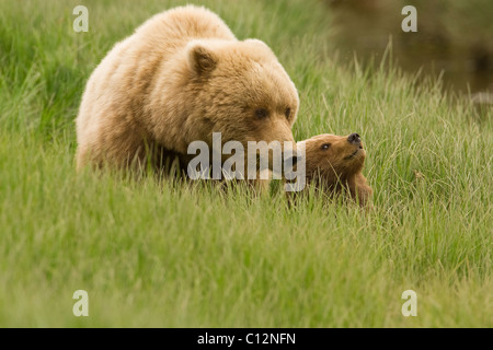 Brown bear mother and her cub, in a coastal meadow in Alaska. Stock Photo