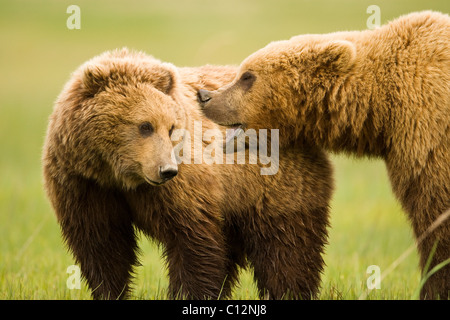 A male brown bear right courts a much smaller female in a coastal meadow in Lake Clark National Park, Alaska. Stock Photo