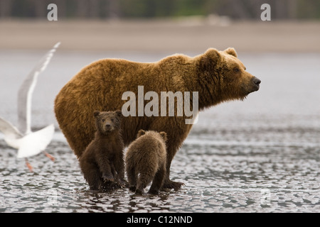 Brown bear mother and cubs dig for razor clams on the beach. Stock Photo