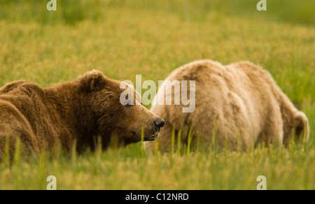 A large coastal brown bear glances behind him while following a female in a meadow in Lake Clark National Park,  AK, USA Stock Photo