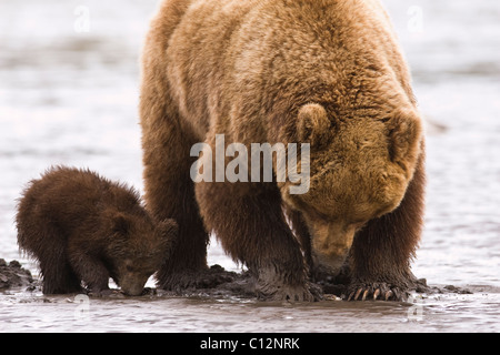 Brown bear mother and cub dig for razor clams on the shores of Cook Inlet in Lake Clark National Park Alaska, June 27, 2008. Stock Photo