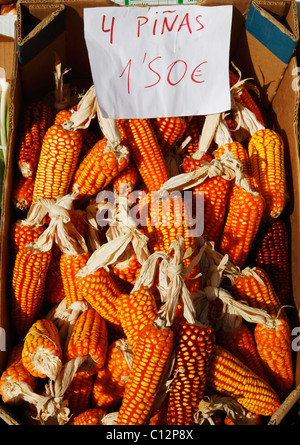 Box of corn on the cob on market stall in Spain. Stock Photo