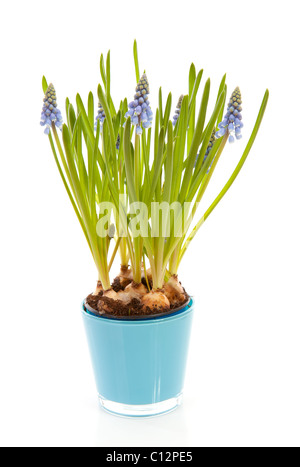 Muscari botryoides flowers also known as blue grape hyacinth in closeup over white background Stock Photo