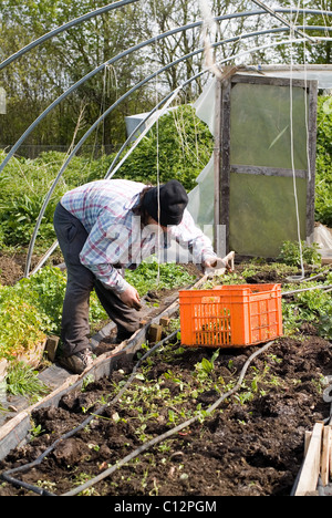 Gardening activity captured at Garden Organic, Ryton, Warwickshire, Uk Stock Photo