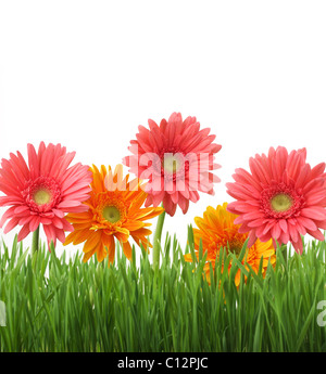 Spring flowers background Stock Photo