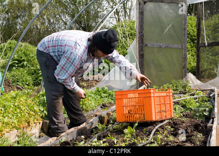 Gardening activity captured at Garden Organic, Ryton, Warwickshire, Uk Stock Photo