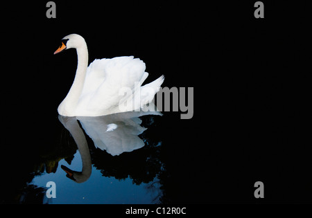 Swan on Lake Sintra , Portugal Stock Photo