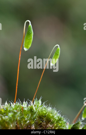 Bryum capilliare, a common cushion forming moss often found growing on walls and rocks. Shown here in early spring. Stock Photo