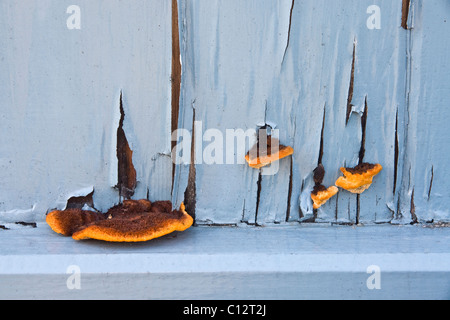 Fungi (GloeoOphyllum sepiarium) Conifer mazegill, growing amid the peeling paint on a neglected garden gate in England. Stock Photo